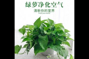 除甲（jiǎ）醛選什麽綠植好 甲醛排名第一（yī）的植物是它